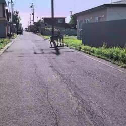Deer in town