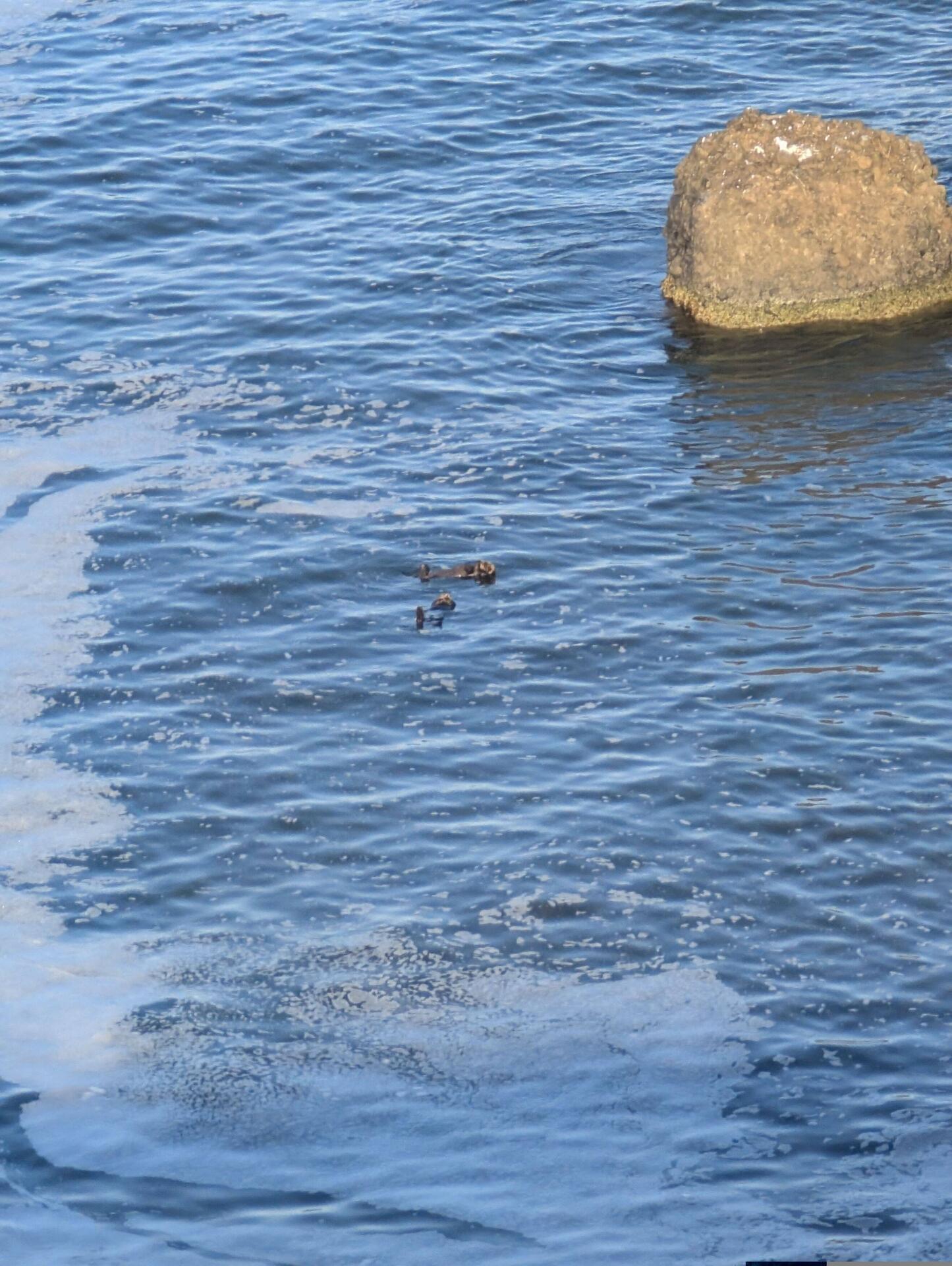 Sea otters