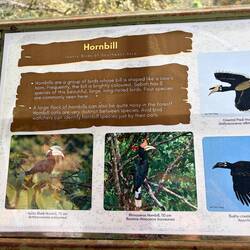 Hornbill, interesting