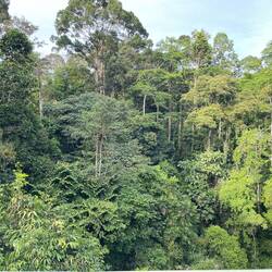 View from the canopy