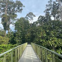 The canopy