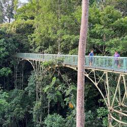 The canopy