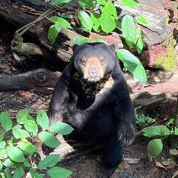Curious bear