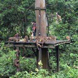 Monkey mania