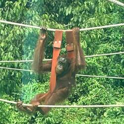 Sleepy Orangutan