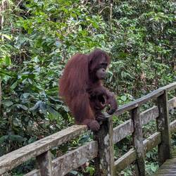 man of the forest