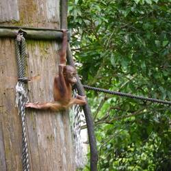 Flexible Orangutan