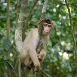 Monkey