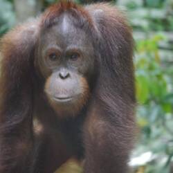 Explorer Orangutan
