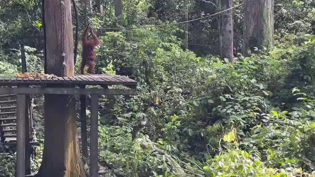 Baby orangutan learning the ropes
