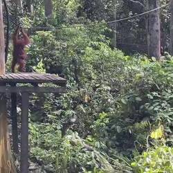 Baby orangutan learning the ropes