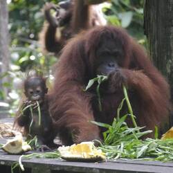 Hungry Orangutan
