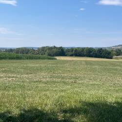 Rolling fields of wheat