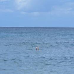 Mark diving for lost treasure