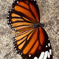A Common (striped) Tiger Butterfly