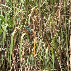 A Kingfisher rests