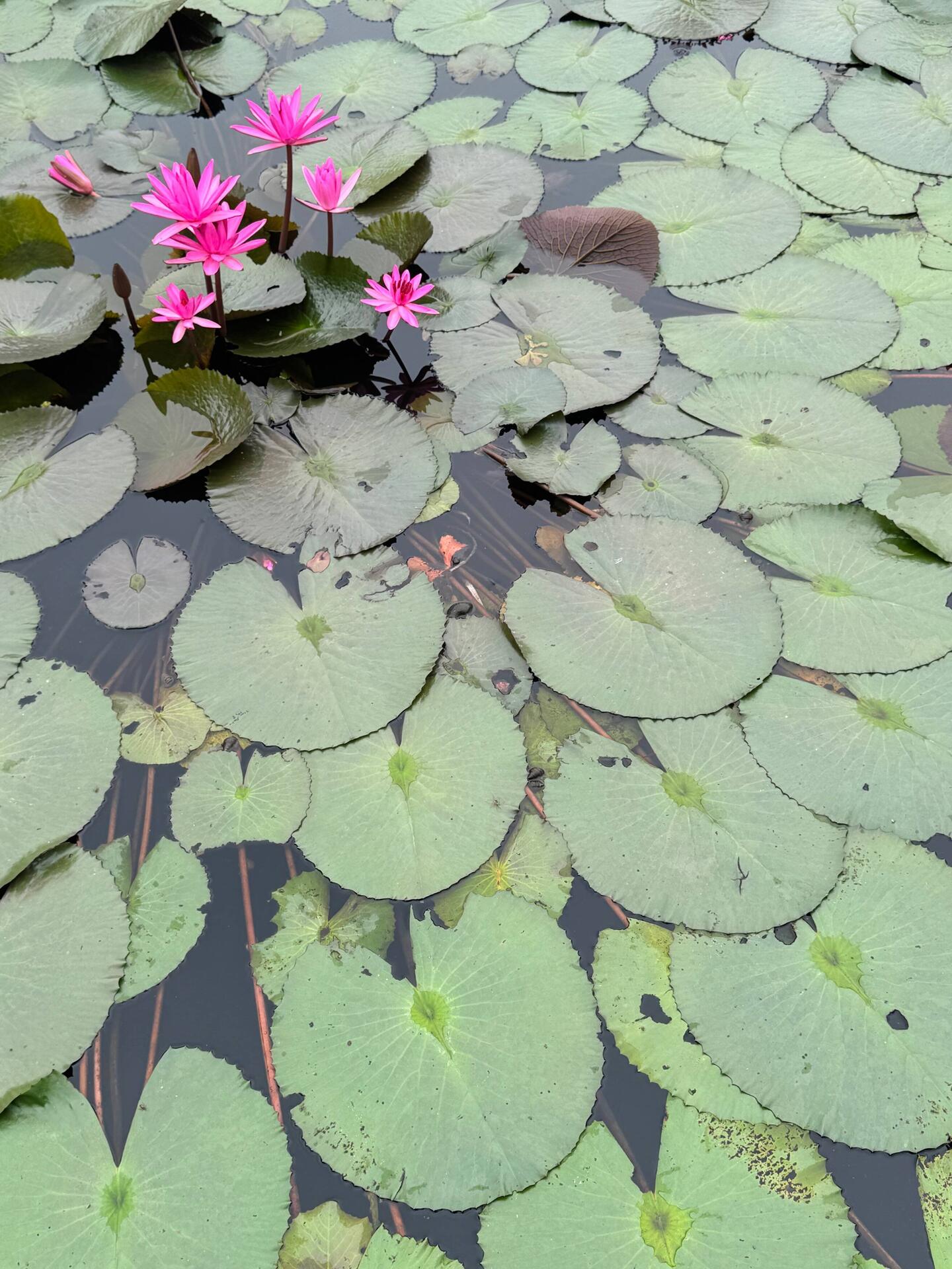 Lilies