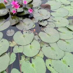 Lilies