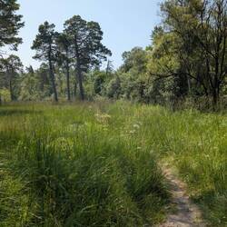 Durch das Naturschutzgebiet Isarauen Pupplinger Au.