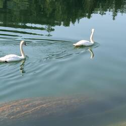 Zur Abwechslung schwimmen ein paar Schwäne vorbei.