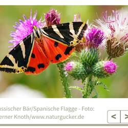 Habe ich gleich gegoogelt. So sieht er mit ausgebreiteten Flügeln aus.