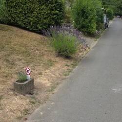 Rush Hour im Lavendel.