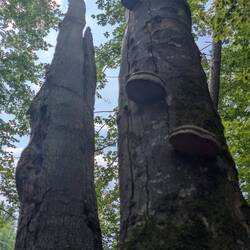 Waldskulptur
