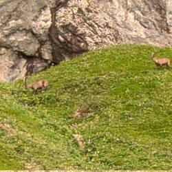 Steinbock - ...Check!