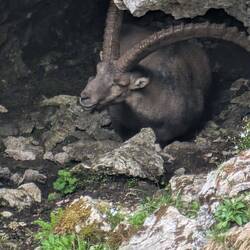 Ein alter Steinbock in der Höhle.