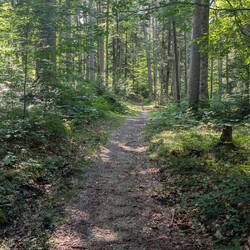Zum Glück geht es oft durch den schattigen Wald.