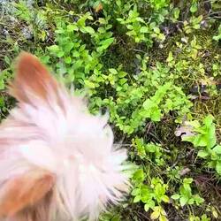 Lilly beim Heidelbeeren naschen 🤣 🫐
