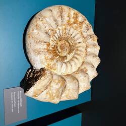 Fossile