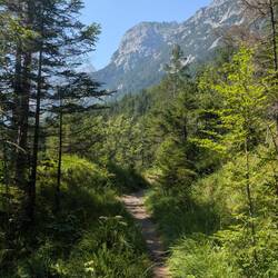 Wie Waldgrenze ist bald wieder erreicht.