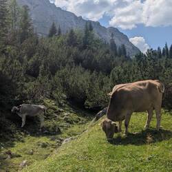 Endlich sehe ich wieder die braunen Bergkühe!