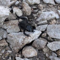 Ein Alpensalamander -...Check! Schließlich hat es die Nacht zuvor wieder geregnet.