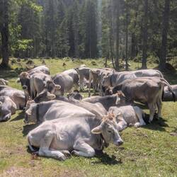 Auf dem Weg zur Kastenalm muss ich feststellen,...