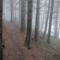Es geht durch den düsteren Wald.