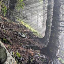 Im mystischen Wald am Morgen.