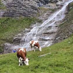 Kühe vor dem Schleierwasserfall im Weitental.