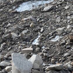 Unter den Steinen sind noch Eisreste vom Gletscher versteckt.