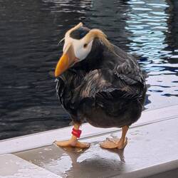 Der Punk - tufted puffin