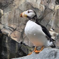 Puffins - Papgeientaucher, so süß