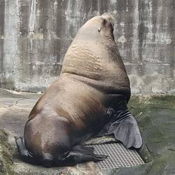 Seelöwe