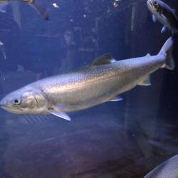 Lachs im Ozean