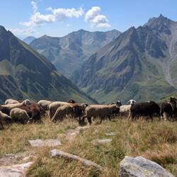 Schafe blockieren den Weg ins Pfunderer Tal.