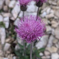 Schöne Blume
