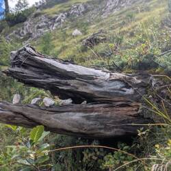 Ein Ungeheuer kommt aus dem Berg!!!