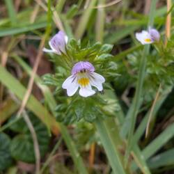 Diese filigrane Blüte ist gerade mal wenige Millimeter groß.