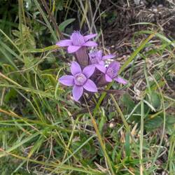Eine Blume