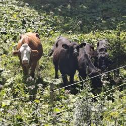 Tiere des Tages🐂